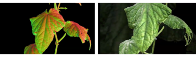 3D scanning plants with Photoneo MotionCam-3D Color
